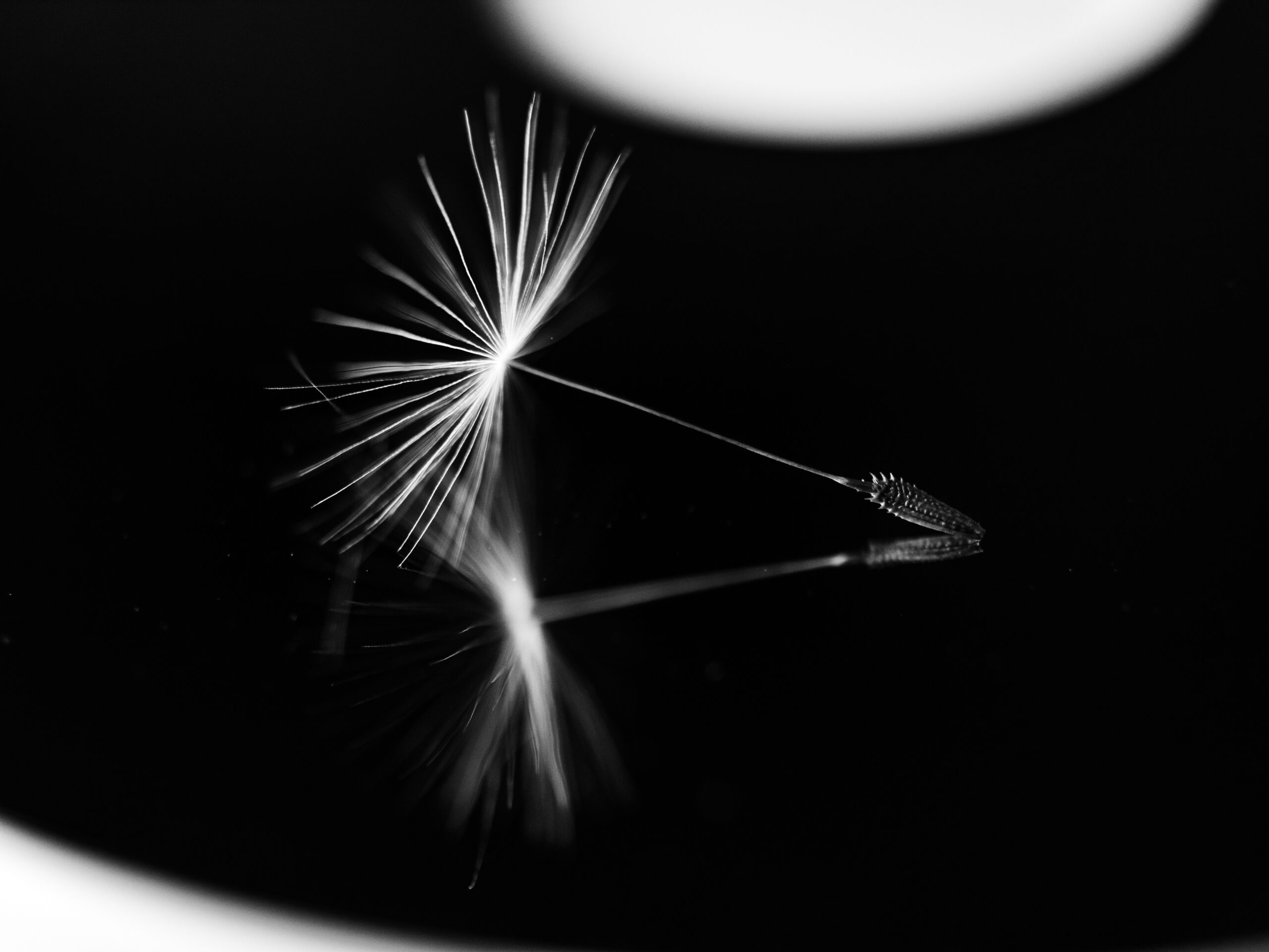 Phase 1: Seed — Research & Discovery
