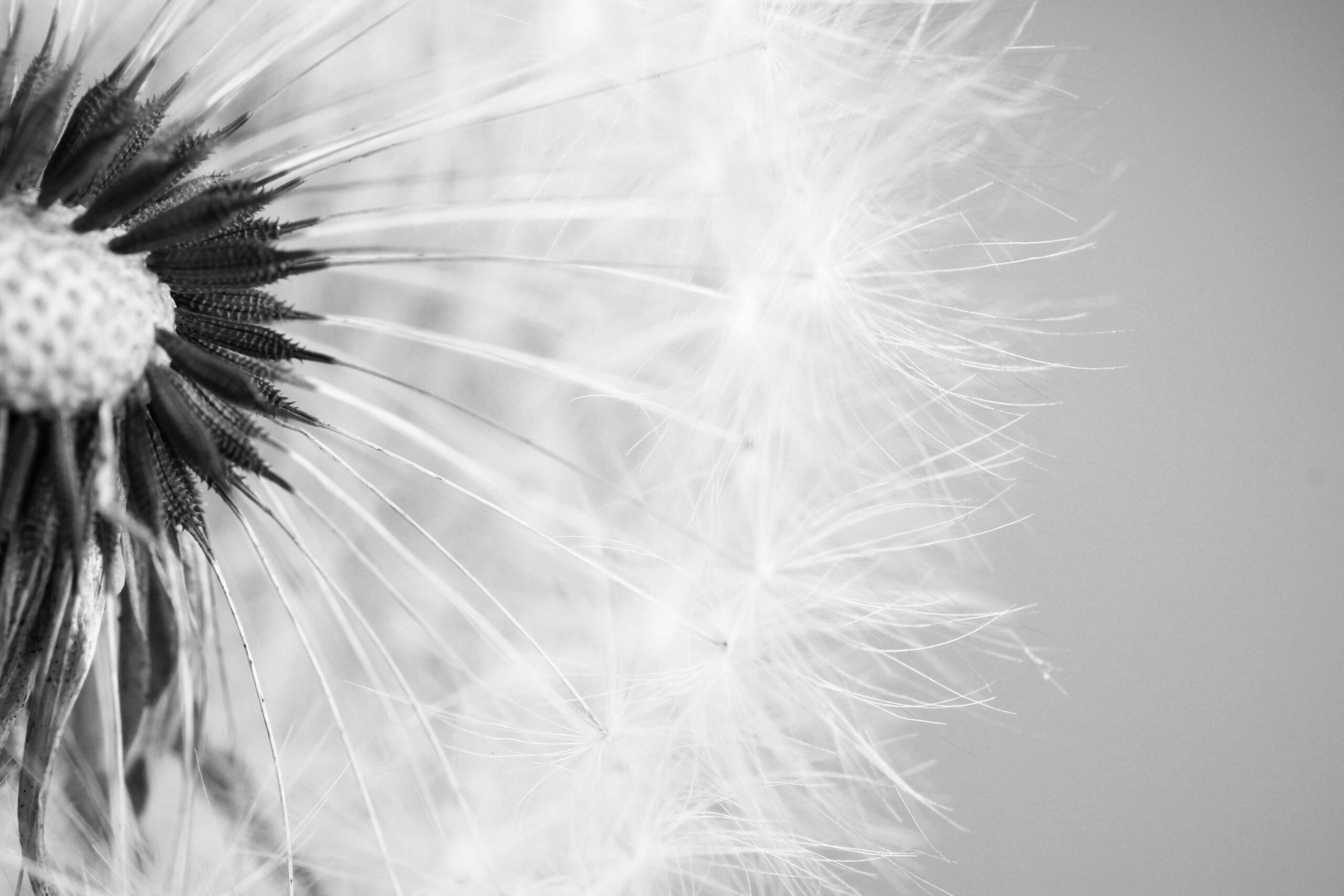 The Dandelion Method: How Creative Ideas Grow, Spread, and Take Root”